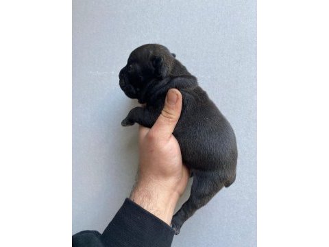 Egzotik renk fransız bulldog yavrular