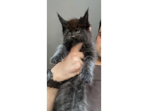 Xxxl maine coon erkek yavrular (yurt dışı şecereli dereceli)
