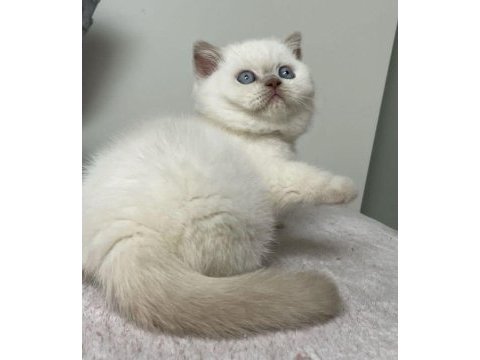 A+ bluepoint orjinal british shorthair yavrular