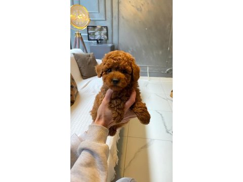 Eğitilebilir toy poodle yavruları ile evinize neşe katın