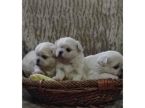 Yorkshire terrier kalite demektir