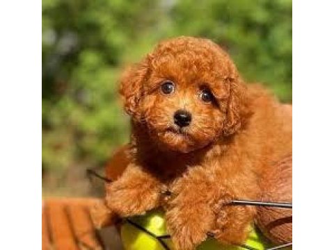 Toy poodle dişi ve erkek yavrularımız