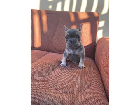 Blue-tan french bulldog puppy