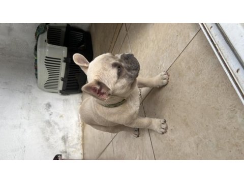Yavru fazlalıktan french bulldog