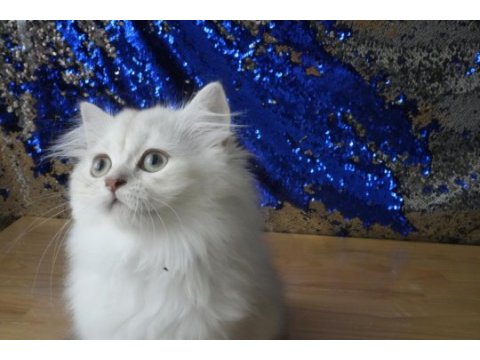 Sağlıklı ve oyuncu bebek british longhair