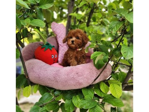 Toypoodle yavrularımız 