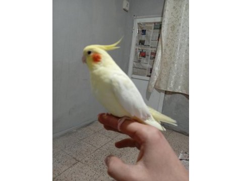 Ele alışkın sultan papağanları