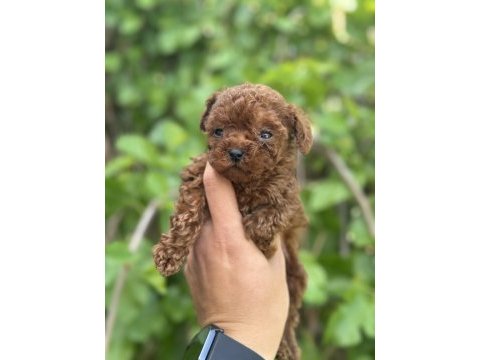 Exotic pet club güvencesiyle hemen teslim poodle yavrular