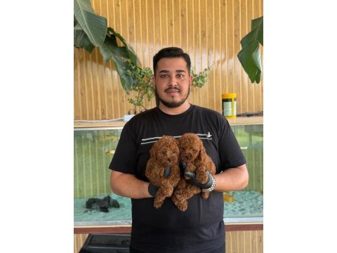 Toy poodle yavruları