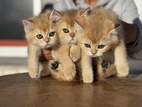 Nadir olan safkan golden british shorthair yavrularımız