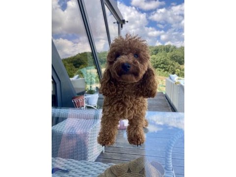 Toy poodle erkek damızlık hizmeti deneyimli sağlıklı