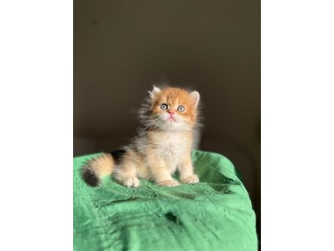 Mükemmel kalite golden ny11 british longhair