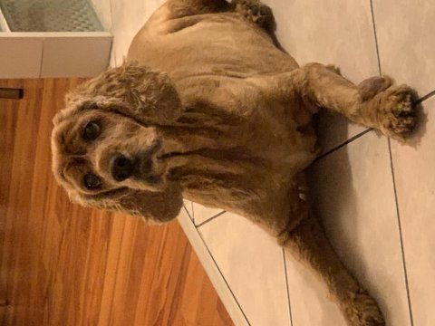 İyi huylu american cocker kızımıza yuva arıyoruz