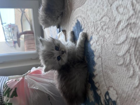 British shorthair silver