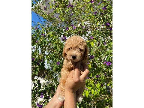 Toy poodle kaliteli yavru