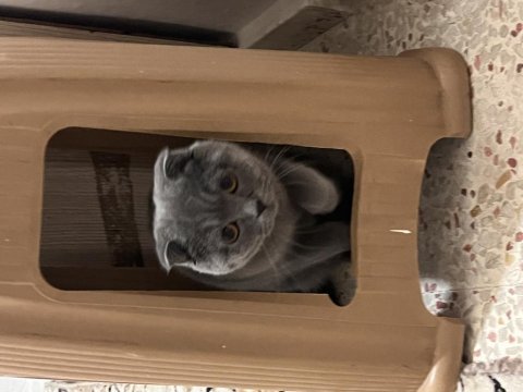 Gece british shorthair