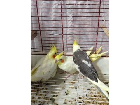 3 aylık sultan papağanı yavrular