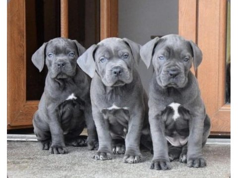 Safkan dişi ve erkek blue cane corso yavrularımız