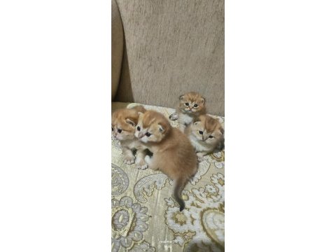 Şampiyon kan bağından gelen golden ny 11 ve 12 kediler