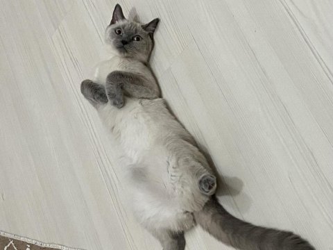 Kedimizi acil sahiplendirmek istiyoruz
