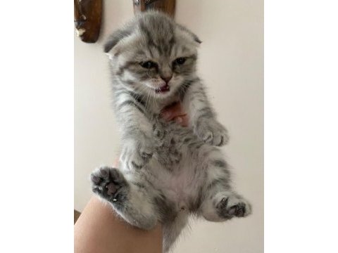 2.5 aylık scottish fold kedimiz yeni yuvasını arıyor