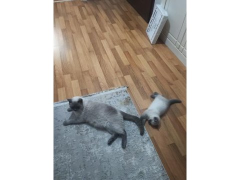 British shorthair blue point