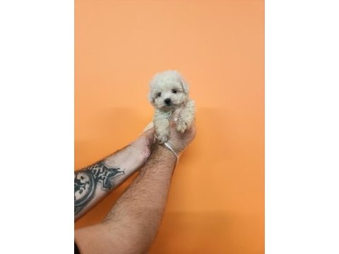 Mükemmel kalite maltese terrier bebekler