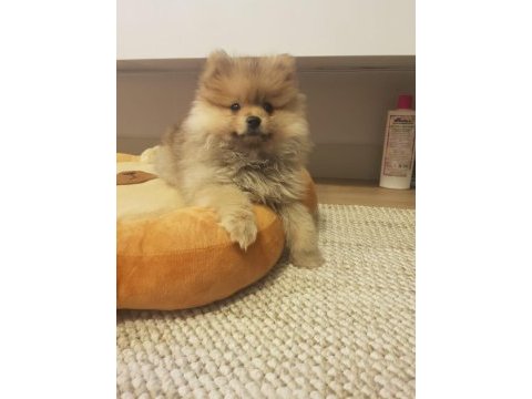 Pomeranian 65 günlük dişi
