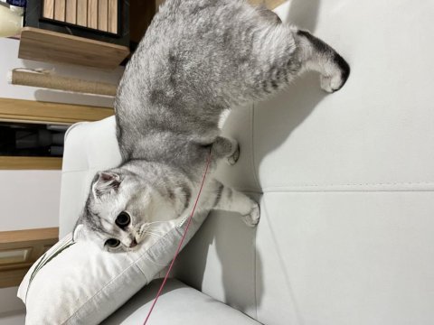 Balıkesir ücretsiz scottish fold kedimizi sahiplendirme