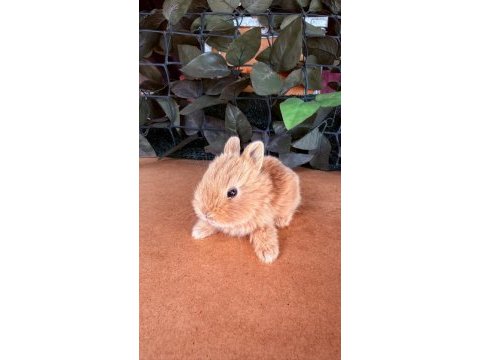 Hollanda lop ve cüce tavşanlarımız
