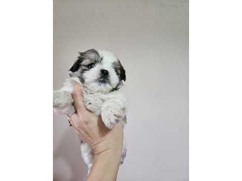 Erkek ve dişi yavru köpeğimiz