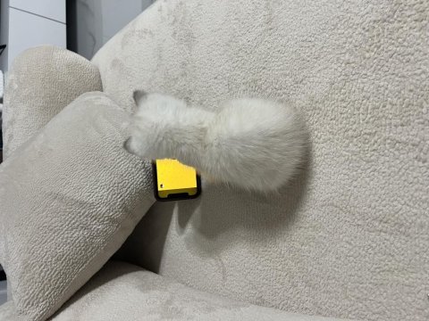 Tuvalet eğitimli british shorthair