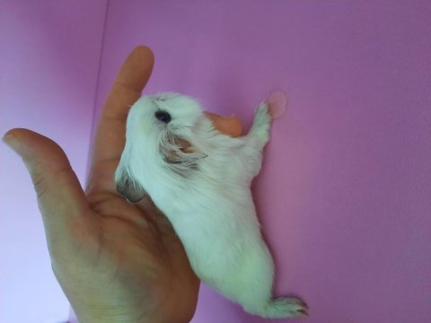 Sheltie guinea pig yavrumuz