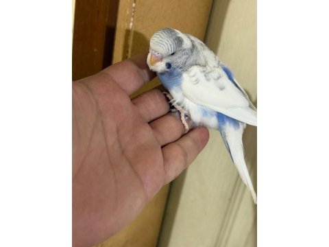 40-45 günlük arası renk güzeli 5 bebek