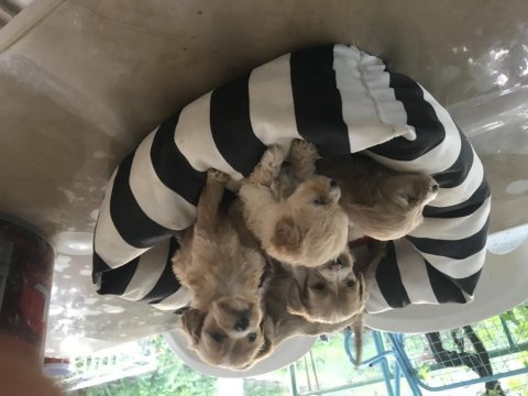 Maltipoo köpekler