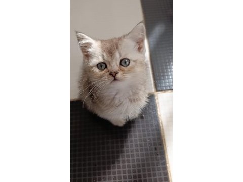 Mama ve kum eğitimleri tamam kediler