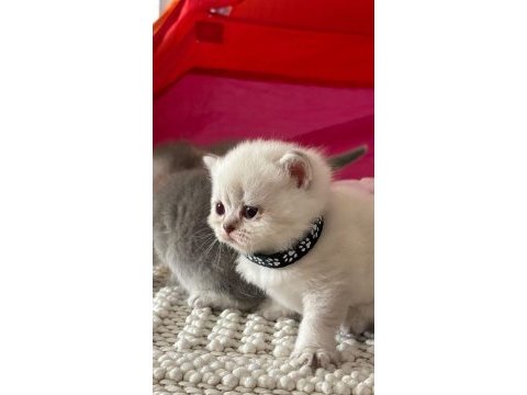 Şirinim şirin british shorthair bebekler teslime hazır