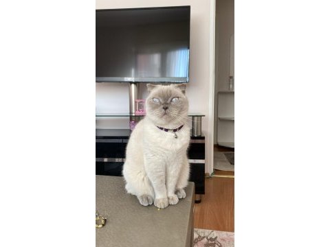 Dişi british shorthair sahiplendirilecektir