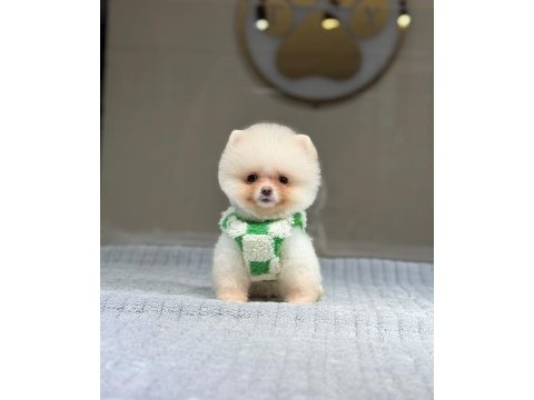 Sağlık ve ırk garantili pomeranian