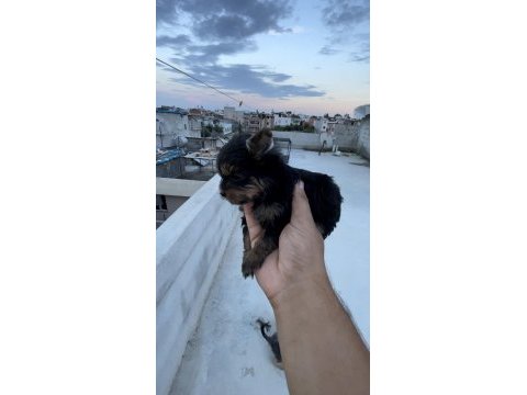 Teacup yorkshire 0 numara