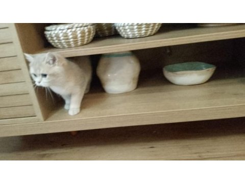 British shorthair 3 aylık golden