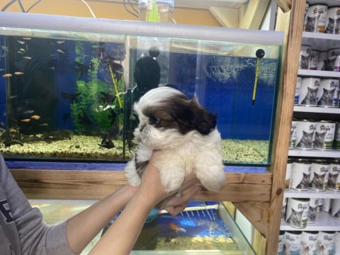 A kalite teslime hazır shih tzu yavrular