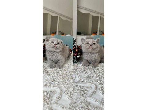 Sağlıklı oyuncu evde büyüyen scottish fold yavrular