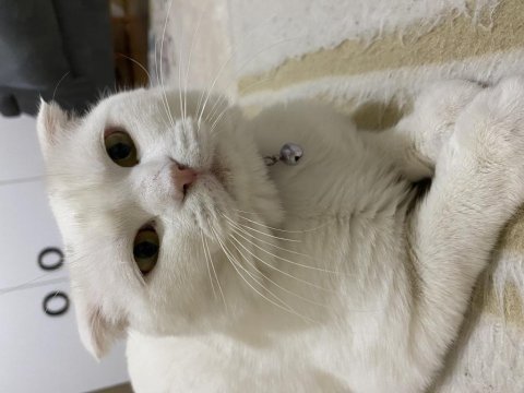 Scottish fold yeni yuvasını arıyor