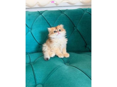 Pamuk prenses kediler