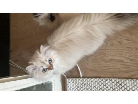 British longhair kedimizi sahiplendirmek