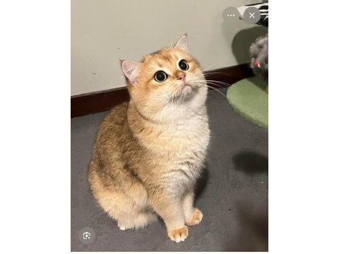 1 yaşında kısırlaştırılmış dişi british shorthair