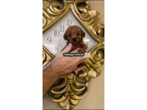 Orijinal toy poodle