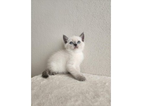Scottish fold yavrularımız