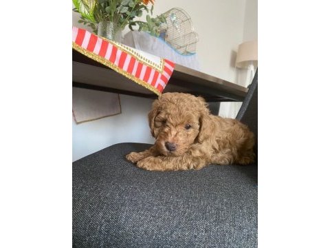 Toy poodle yavrular ırk sağlık garantili